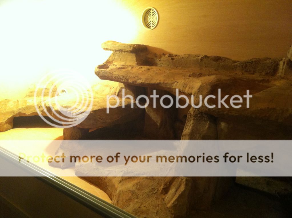 Bearded Dragon's Fake Rock Vivarium Reptile Forums