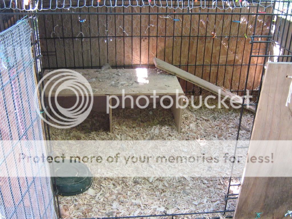 Open air coops BackYard Chickens Learn How to Raise Chickens
