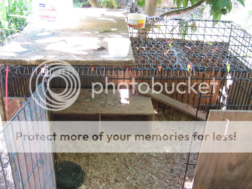 Open air coops BackYard Chickens Learn How to Raise Chickens