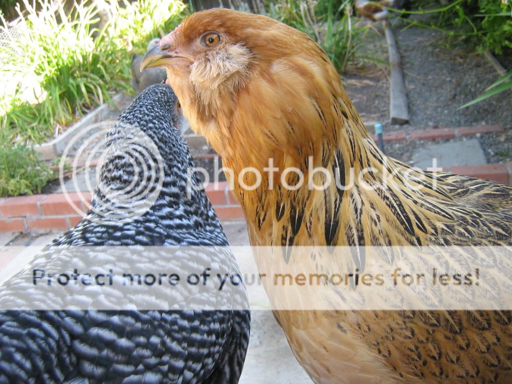 Cute pictures BackYard Chickens Learn How to Raise Chickens