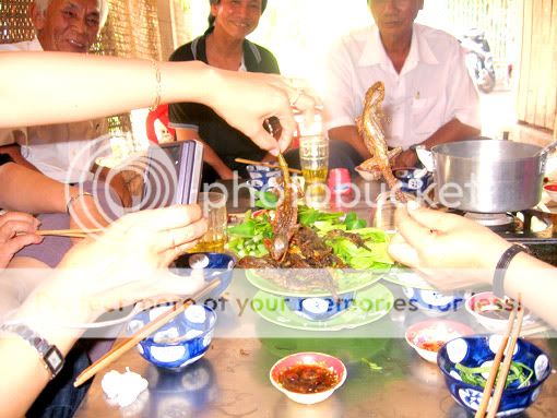 Topic chơi thú lạ - tắc kè hoa